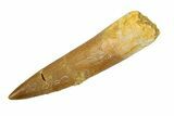 Fossil Plesiosaur (Zarafasaura) Tooth - Morocco #293208-1